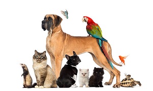 King Enterprises Pet Custom Clearance Agent Services